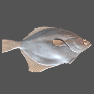 Flądra 3D, ręcznie malowana